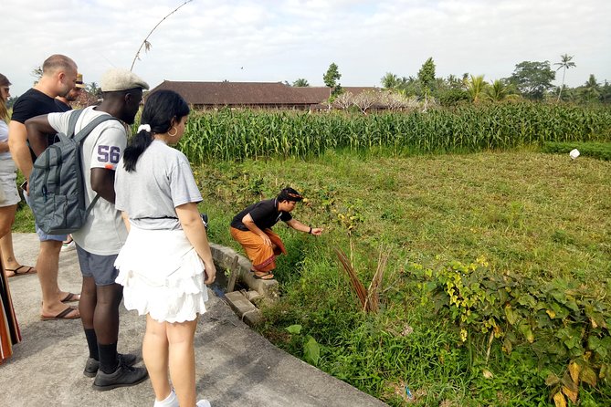 Bali Cooking Class and Ubud Sightseeing Tour - Tegalalang Rice Terrace: scenic stop time, plus simple walking advice