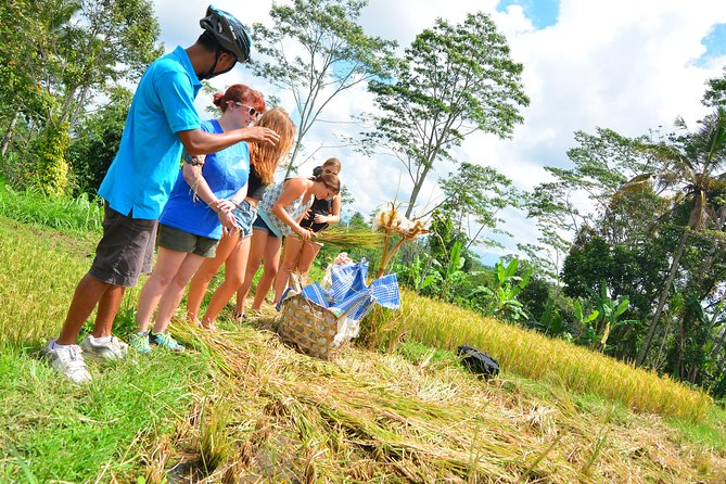 Bali Countryside Cycling Tours - Coffee plantation stop: tastings, local crops, and the civet coffee choice