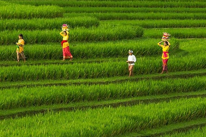 Bali Iconic Tour with Buffet Lunch and Attraction Tickets - Sacred Monkey Forest Sanctuary: the heart of Ubud, close-up macaques