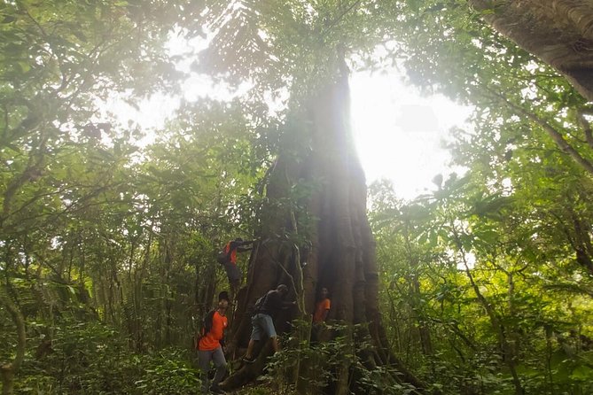 Bali Jungle Trekking and Lake Canoeing Tour - The Ride From Ubud: Air-Conditioned Comfort to Cooler Trails