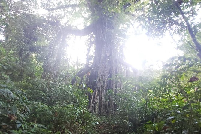 Bali Jungle Trekking and Lake Canoeing Tour - Canoeing on the Lakes: Buyan to Tamblingan in a Traditional Boat