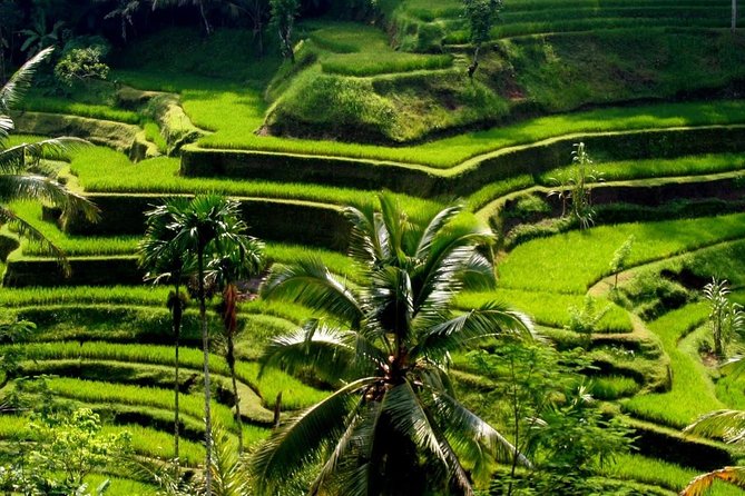 Bali Private Car Charter With English Speaking Driver - Building your dream day: flexibility with guardrails