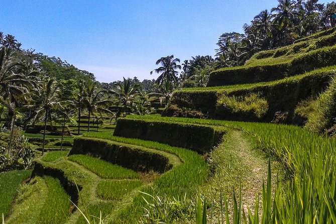 Bali : Private Car Charter with English Speaking Driver - Stop 1: Sacred Monkey Forest Sanctuary (Mandala Suci Wenara Wana)