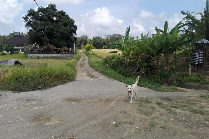Balinese Cooking Class at Organic Farm - Key Things I’d Book For