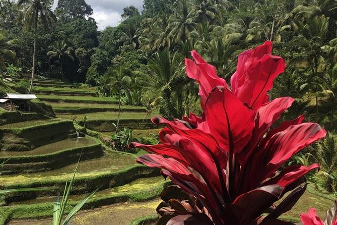 Balinese Life Style Tour - Why This Ubud-to-Bali Lifestyle Tour Works So Well