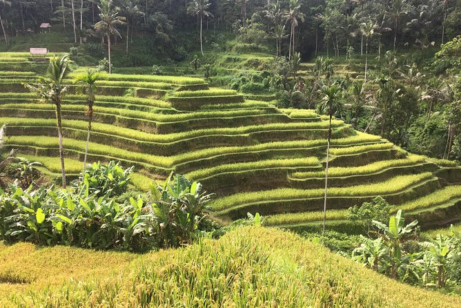 Balinese Life Style Tour - Segara Windhu Coffee Plantations and Tasting Time