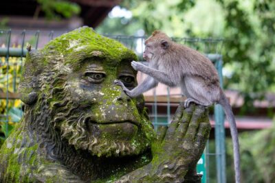 Best of Ubud Full-Day Tour with Jungle Swing - Price Breakdown: $56.05 and the Entry/Lunch Options