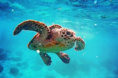 Blue Lagoon Bali Snorkeling Experience - What you actually do in the water: gear, timing, and marine life odds