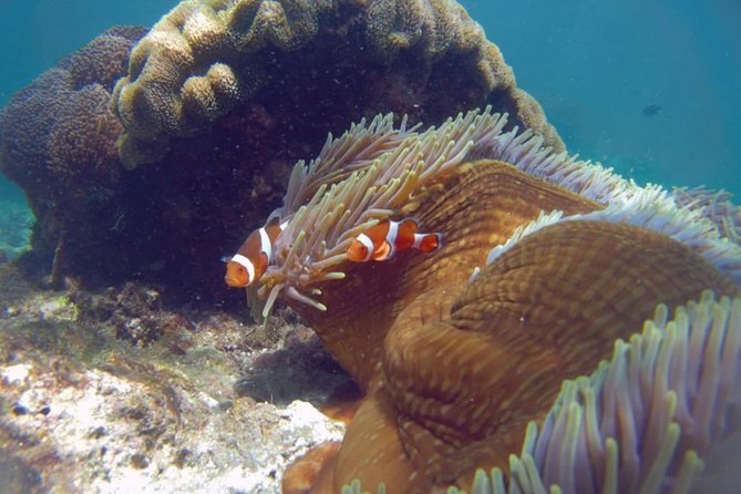 Blue Lagoon Bali Snorkeling Experience - Price and logistics: is $45.45 good value for Bali snorkeling?