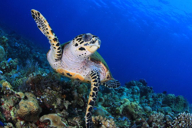 Discover Scuba Diving - First Morning Flow: tea, rules, pool skills, then the water