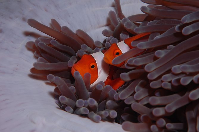 Discover Scuba Diving - Timing and logistics: a tight 5-hour window that still teaches