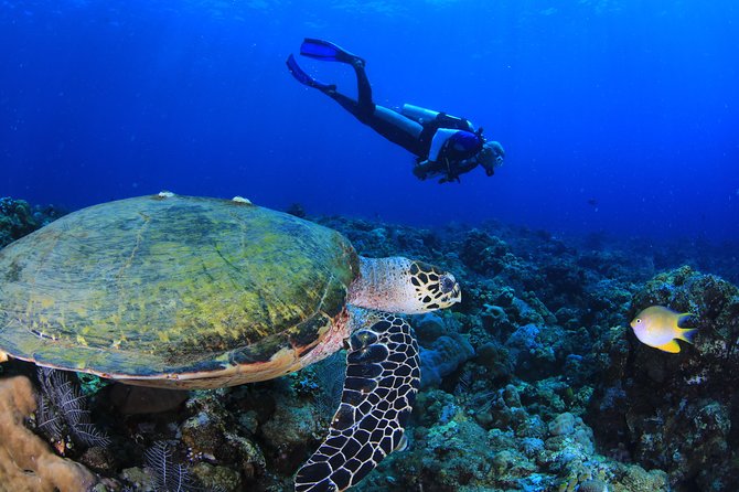 Discover Scuba Diving - Who should book this and who might skip it