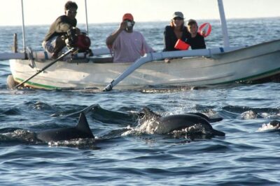 Dolphin Tour and Sunrise Watching in Lovina Beach - All Inclusive - Dolphin Watching on a Glass-Bottom Boat: What You’re Really Signing Up For