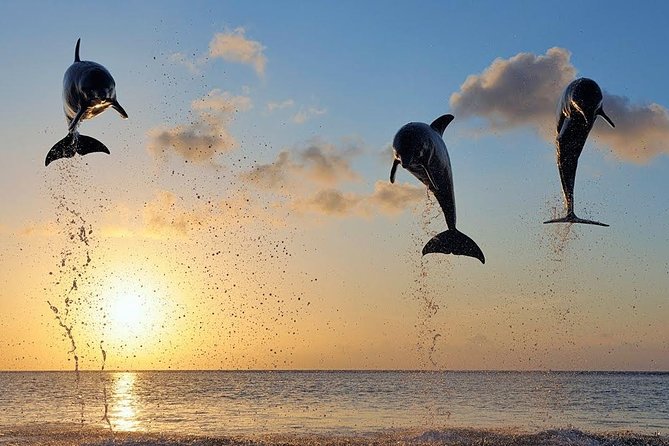 Dolphin Tour and Sunrise Watching in Lovina Beach - All Inclusive - Optional Waterfall and Temple Upgrades: Worth It If You Want More Than Two Big Stops
