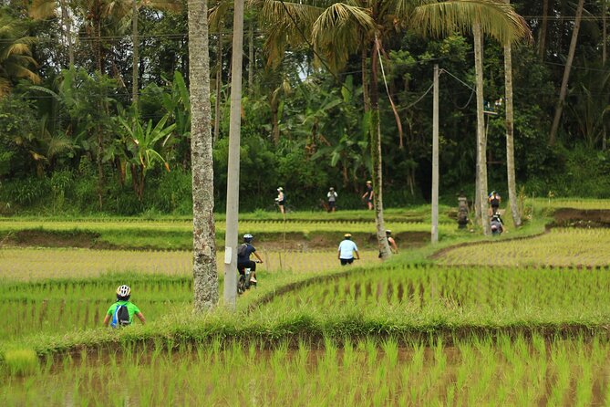 Downhill Cycling Ubud with Volcano, Rice Terrace and Educational - Value for $25: what you get beyond the bike ride