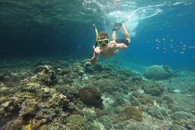 Lovina Dolphin Watching, Swimming, and Snorkeling Experience - Dolphin spotting and swimming: what to expect when water is crowded