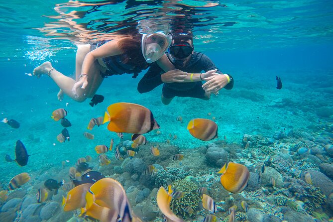 Lovina Dolphin Watching, Swimming, and Snorkeling Experience - Price and value at about $35 per person