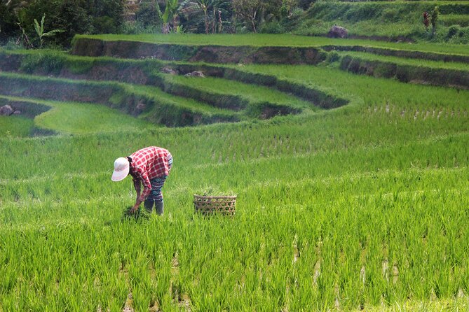 Private Full-Day Handara, Ulun Danu, Jatiluwih and Tanah Lot Tour - Lunch with Rice-Terrace Views and the Quick Gong Jatiluwih Stop