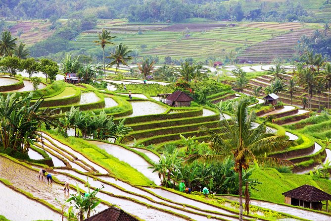 Private Shore Excursion: Customized Best of Bali Tour - Temples You Can Actually Read: Puseh Batuan, Tirta Empul, Taman Ayun