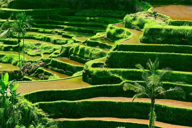 Private Shore Excursion: Customized Best of Bali Tour - What It’s Like to Travel With a Private Driver in Bali Traffic
