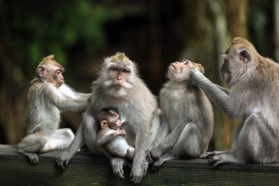 Private Tour: Ubud and Tanah Lot Day Tour - Sacred Monkey Forest Sanctuary: fun, sacred, and slightly chaotic