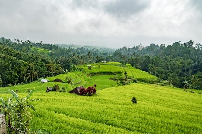Tanah Lot and North Bali Tour: Scenic Journey - Jatiluwih rice terraces: UNESCO lunch with fewer regrets