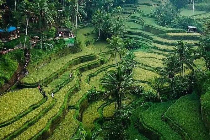 Ubud Bali Driver ( Bali Custom Tour ) - Who This Private Driver Tour Works Best For