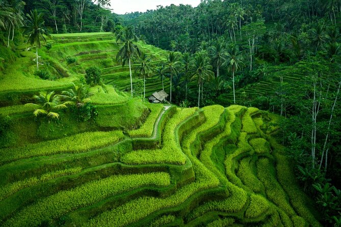 Ubud Countryside Tour: Campuhan Ridge Walk and Rice Terrace - The coffee plantation stop: sample organic Balinese coffee
