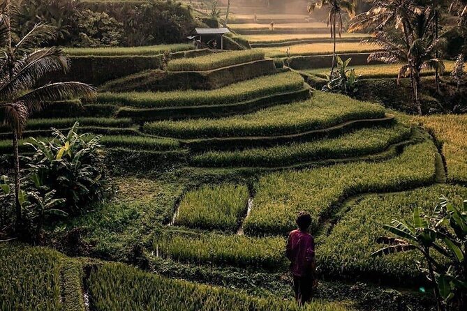 Ubud Customized Full Day Tour - Visit Most favorite In Ubud - The classic nature-and-culture route: rice terraces, holy spring water, and waterfalls