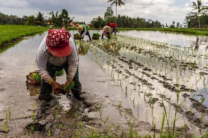 Ubud: Downhill Cycling with Volcano, Rice Terraces and Meal - Stop 1: Mount Batur views over the caldera and lake (15 minutes)