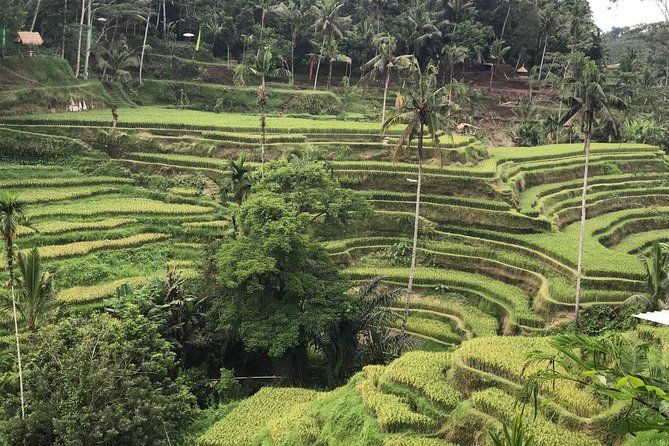Ubud Private Tour : Best Of Ubud - Guided Tour - Stop 2: Sacred Monkey Forest Sanctuary and Why It Matters to the Village
