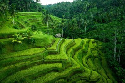 Ubud Private Tours with Jungle Swing Experience - all inclusive - Swing Heaven: Your 2-Hour Photo Block