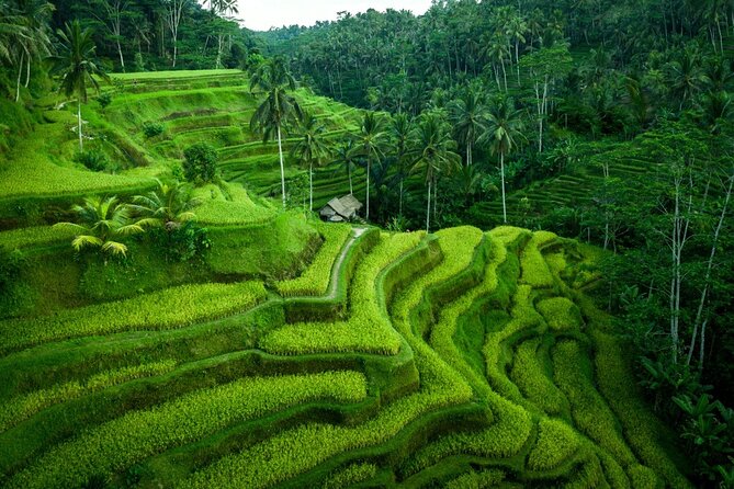 Ubud Private Tours with Jungle Swing Experience - all inclusive - Swing Heaven: Your 2-Hour Photo Block