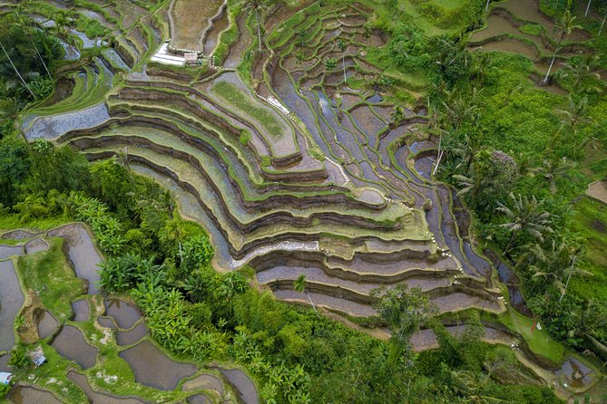 Ubud Top Attractions: Waterfalls, Temples and Rice Terraces - Tegalalang Rice Terrace: a walk that feels like real life