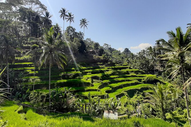 Ubud Tour - Highlights of Ubud - Key things that make this Ubud highlights day work