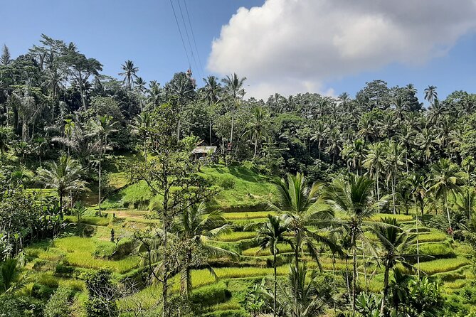 Ubud Tour - Highlights of Ubud - Tegenungan Waterfall: A Safe, Easy First Stop