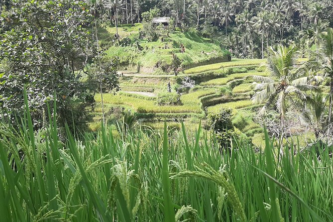 Ubud Tour - Highlights of Ubud - Kumulilir Coffee Plantation: A Short Tasting Break