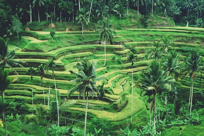 Ubud Trip, The Best of Ubud in a day - All Inclusive - Price and value: why $48.73 can make sense