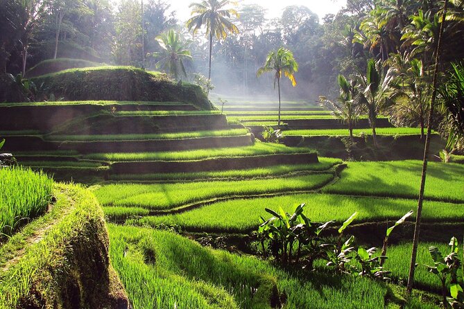 Ubud: Waterfall, Rice Terraces, and Monkey Forest Private Tour - Tegenungan Waterfall: swimming depends on the day
