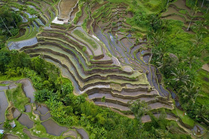 Ubud White Water Rafting, Rice Terrace and Jungle Swing - Tegallalang Rice Terrace: A Short Walk Through Real Farming Views