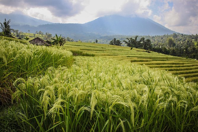 West Bali Tour: Taman Ayun, Ulun Danu Beratan, Jatiluwih Rice Terrace, Tanah Lot - Ulun Danu Beratan Temple: Lake Views and a Cooler Pace